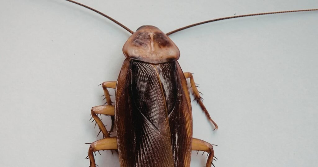 Comment se débarrasser du cafard de jardin ?